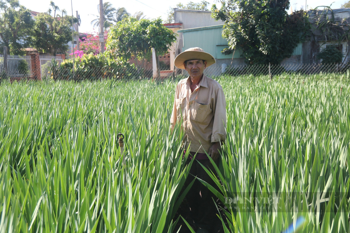 Nghe trong hoa tet o Gia Lai, noi trung mua, noi hoi hop cho gia-Hinh-4