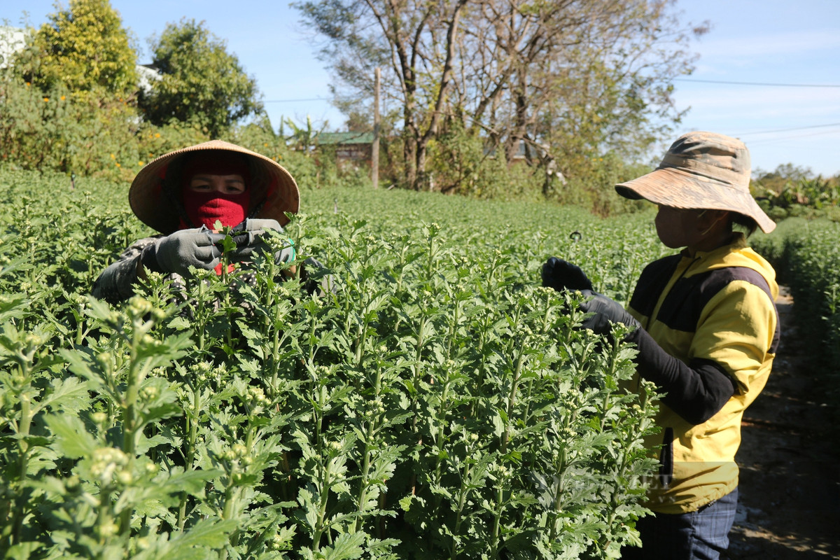 Nghe trong hoa tet o Gia Lai, noi trung mua, noi hoi hop cho gia