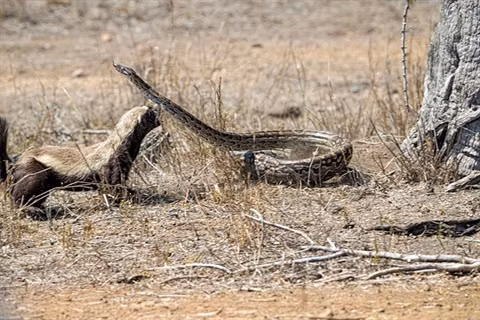 Lung mat ra don hiem, xoi tai tran chau Phi khong lo-Hinh-3