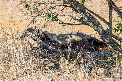 Lung mat ra don hiem, xoi tai tran chau Phi khong lo-Hinh-7