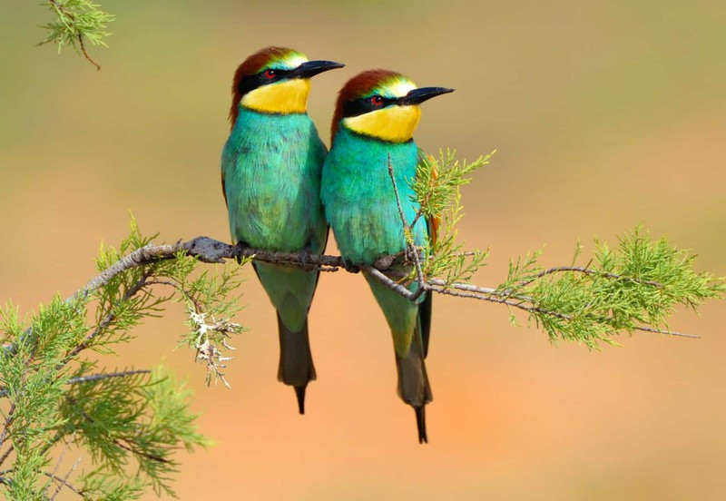 Chim ăn ong châu Âu cũng là một trong những loài chim có bộ lông sặc sỡ nhất thế giới.