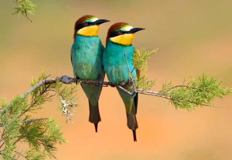 Chim ăn ong châu Âu cũng là một trong những loài chim có bộ lông sặc sỡ nhất thế giới.