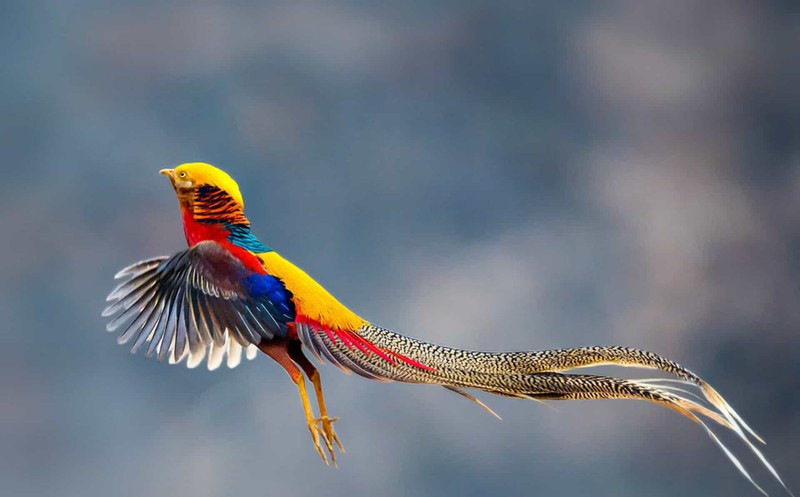 Những chú chim trĩ có nguồn gốc từ phía tây Trung Quốc mang vẻ đẹp rực rỡ và được tìm thấy cả ở một số quốc gia khác, chẳng hạn như Anh.