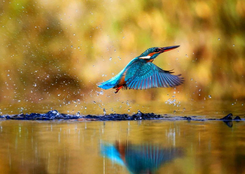 Những chú chim bói cá với màu xanh bắt mắt và khả năng săn mồi đỉnh cao này được phân bố trên khắp vùng Á-Âu và Bắc Phi.