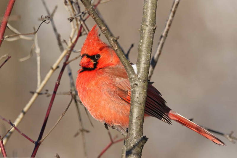 Chim hồng y giáo chủ ở Canada và những vùng phía nam như Guatemala sở hữu bộ lông rực rỡ với vẻ đẹp đầy kiêu hãnh.