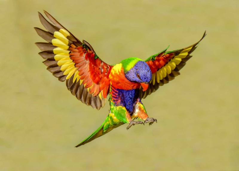 Vẹt lorikeet cầu vồng xuất hiện ở Australia là một trong những loài sinh vật sặc sỡ nhất thế giới động vật. 