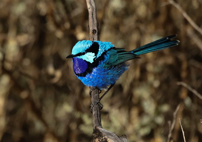 Loài hồng tước ở Australia này là một loài chim kỳ lạ khi chỉ con đực mới có bộ lông màu xanh rực rỡ và chúng chỉ có bộ lông này khi giao phối.