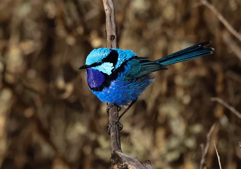 Loài hồng tước ở Australia này là một loài chim kỳ lạ khi chỉ con đực mới có bộ lông màu xanh rực rỡ và chúng chỉ có bộ lông này khi giao phối.