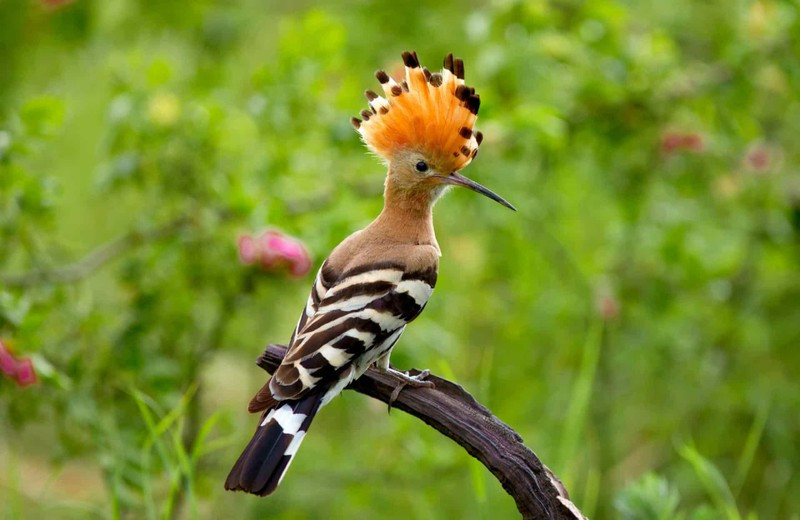 Chim đầu rìu thường xuất hiện ở các sân golf khắp khu vực phía nam Tây Ban Nha và Bồ Đào Nha. 