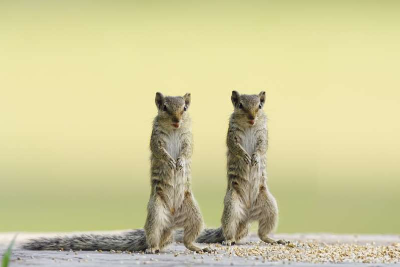 Phụ họa cho Rapper.