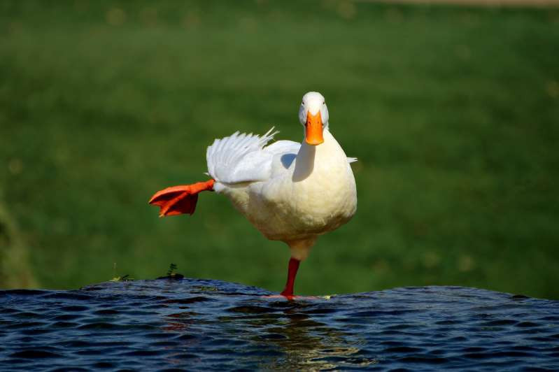 Vũ điệu "đá gió".