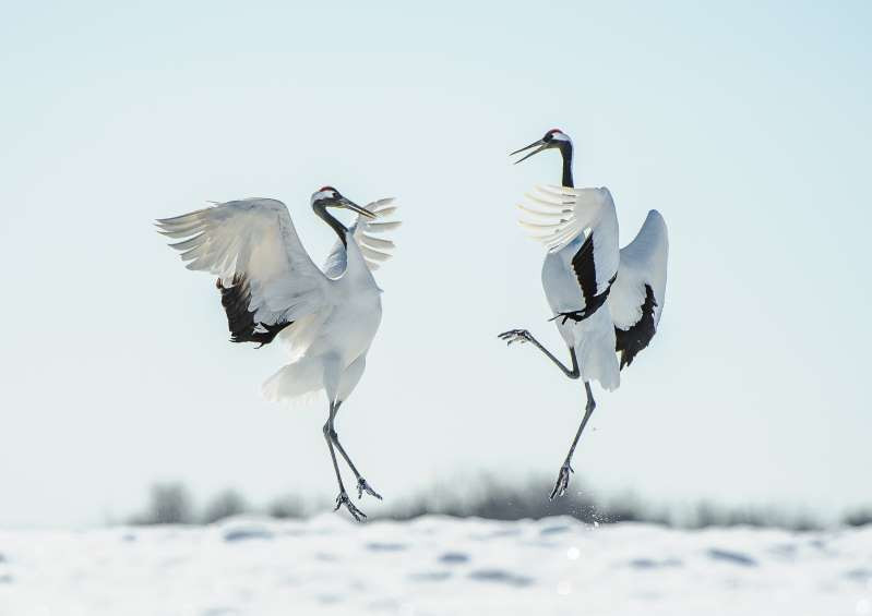 Concerto của tình nhân