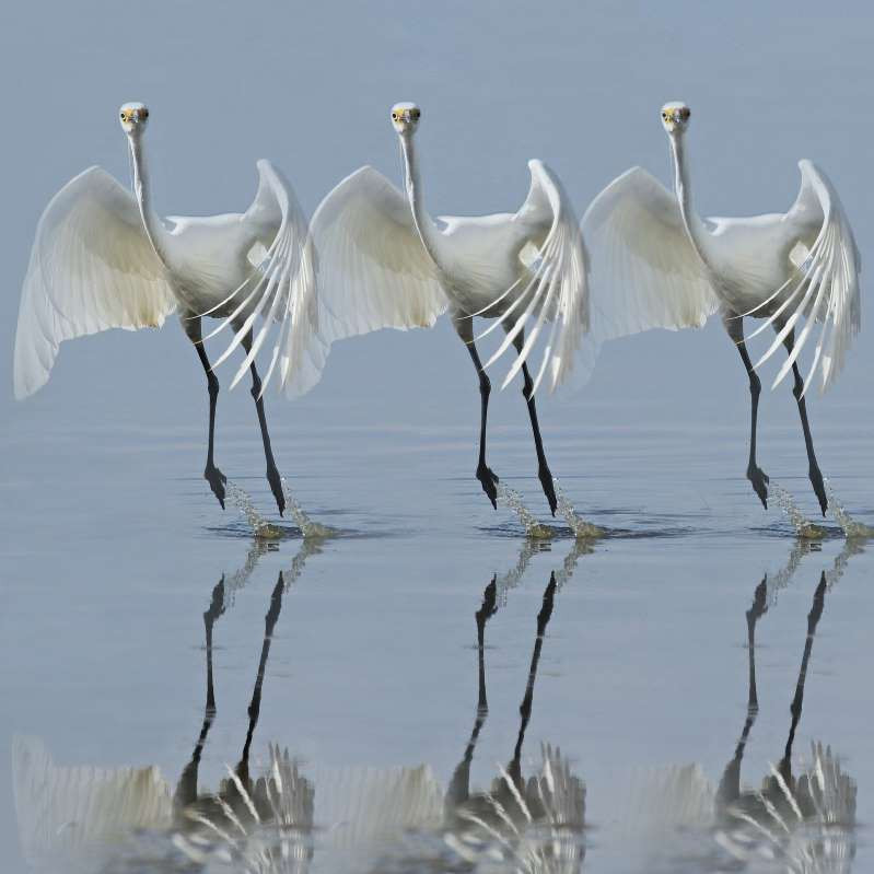 Những vũ công "chân dài".