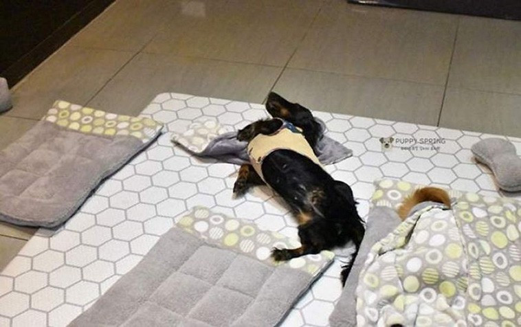 Ngủ say quá, bung cả đệm và chăn ra.