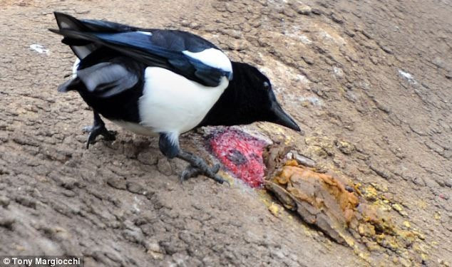 Vì sao chim ác là hay tấn công người, vẫn được yêu tại Úc? - Hình 2 Vi sao chim ac la hay tan cong nguoi, van duoc yeu tai Uc?-Hinh-2