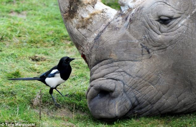 Vì sao chim ác là hay tấn công người, vẫn được yêu tại Úc? Vi sao chim ac la hay tan cong nguoi, van duoc yeu tai Uc?