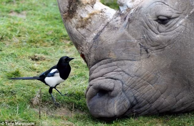 Vì sao chim ác là hay tấn công người, vẫn được yêu tại Úc? Vi sao chim ac la hay tan cong nguoi, van duoc yeu tai Uc?