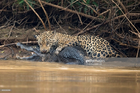 Kich tinh bao dom loi ca sau 