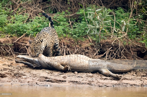 Kich tinh bao dom loi ca sau 