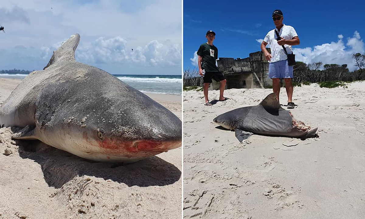 Khiep dam ca map dut nua than, nghi quai vat 