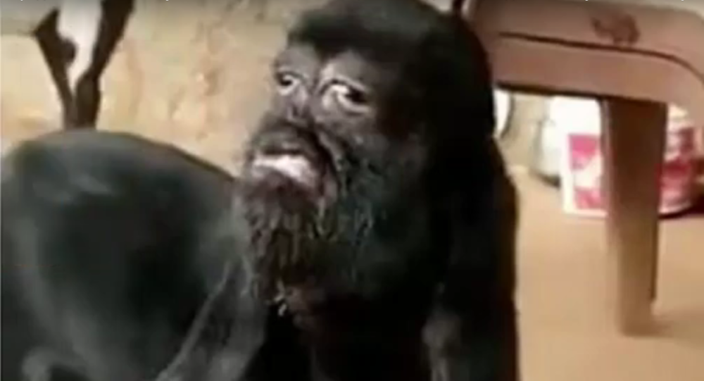 De co hinh mat nguoi duoc ton tho nhu vi than