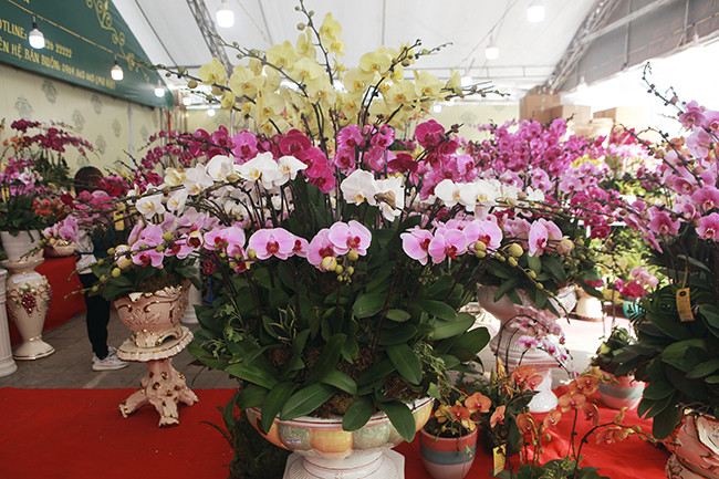 Lan hồ điệp được mệnh danh là “Nữ hoàng của các loài lan” bởi sở hữu trong mình vẻ đẹp sang trọng và kiêu kỳ mà hiếm có loài hoa nào sánh được.