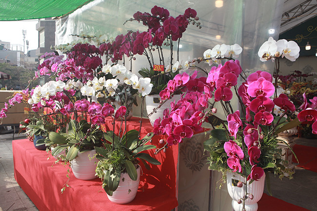 Nhiều gia đình cũng rục rịch đi mua sắm hoa chơi Tết. Số lượng mua lan càng ngày càng tăng vào những ngày cận Tết Nguyên đán.