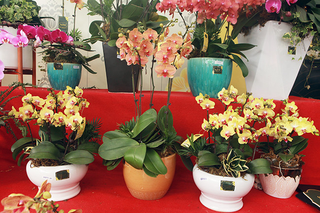 Theo nhân viên bán lan hồ điệp, những chậu lan được khách ưa chuộng nhất có giá từ 10-30 triệu đồng. Những chậu lan này gồm khoảng từ 30 - 70 cành lan hồ điệp được cắm thành nhiều tầng khác nhau, với các màu sắc rực rỡ như: trắng, vàng, đỏ… rất bắt mắt và rực rỡ.