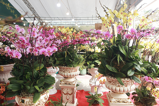 Đây là loại lan có xuất xứ từ Đà Lạt, hoa này nổi bật bởi màu sắc rực rỡ, cành nhiều bông, nụ và có thể để chơi Tết hơn 2 tháng không hỏng.