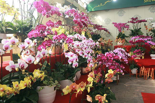 Chị Dương cho biết, lan hồ điệp không chỉ thể hiện sự đẳng cấp, sang trọng trong không gian ngày Tết mà loài hoa này còn giúp người yêu hoa tâm thiện, yêu cái đẹp. “Giá lan hồ điệp tại cửa hàng tôi có giá từ 400 nghìn đồng tới hàng chục, hàng trăm triệu đồng một chậu tuỳ thuộc vào sở thích cũng như số lượng hoa. Lan hồ điệp giá vài trăm nghìn đồng nhưng chơi được hơn 2 tháng”, chị nói.