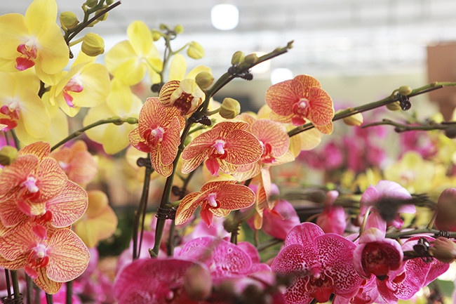 Theo đó, lan đều được cắm nghệ thuật. “Với nhiều hộ kinh doanh khác, họ sẽ trồng lan theo phương pháp truyền thống nhưng tại cửa hàng tôi áp dụng trồng nghệ thuật vẫn giữ được vẻ đẹp tự nhiên của lan hồ điệp giúp cây đẹp và kiêu sa hơn”, chị Dương chia sẻ.