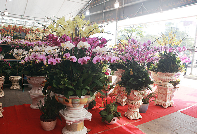 Theo chị Vũ Thuỳ Dương (35 tuổi, chủ cửa hàng) cho biết, tất cả lan tại cửa hàng được chị cùng các nghệ nhân cắm.