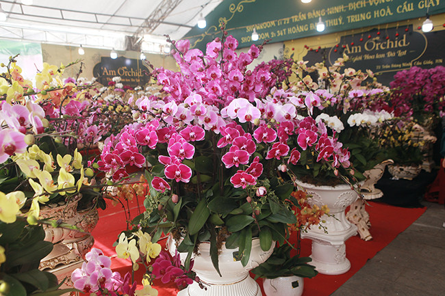 Tại điểm bán hoa lan Đà Lạt nằm trên đường Trần Đăng Ninh (Cầu Giấy, Hà Nội), nhiều chậu hoa lan hồ điệp với đủ chủng loại, kích cỡ và màu sắc khác nhau được bày bán để khách hàng vào tham quan và mua hàng.