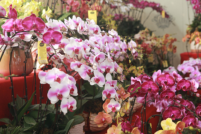 Và sau khi hoa tàn, cây được chăm sóc tốt sẽ khỏe mạnh và sớm ra đợt hoa mới.