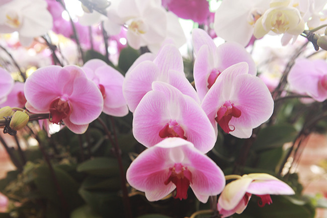 Chủ cửa hàng hoa lan hồ điệp cho hay, hiện cửa hàng của chị rất hút khách vào tham quan, mua sắm để chơi Tết. Trong đó, có nhiều doanh nghiệp sẵn sàng chi hàng chục triệu đồng mua lan hồ điệp để làm quà cho đối tác hoặc chơi Tết.