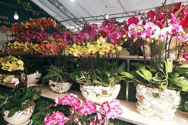 Những chậu hoa lan hồ điệp này vừa được vận chuyển bằng máy bay từ Đà Lạt ra đến Hà Nội, sau đó dùng ô tô để chuyển đến địa điểm bày bán, chủ cửa hàng cho hay.