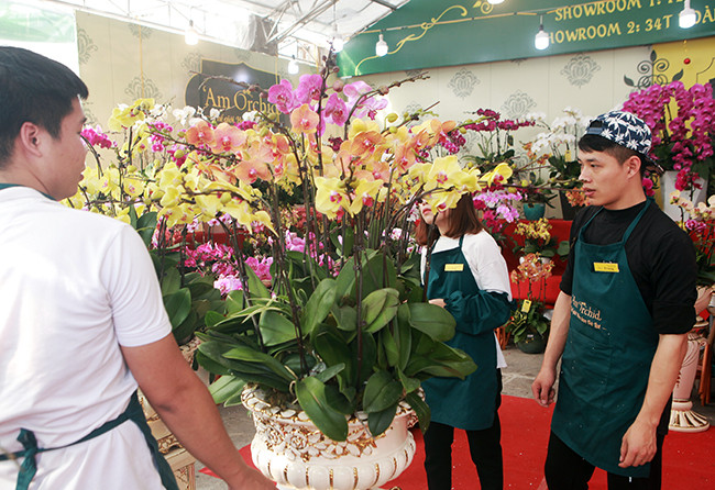 Trong đó, những chậu lan hồ điệp được trồng ở Đà Lạt đủ màu sắc với nhiều kiểu dáng khác nhau khá hút khách hàng.