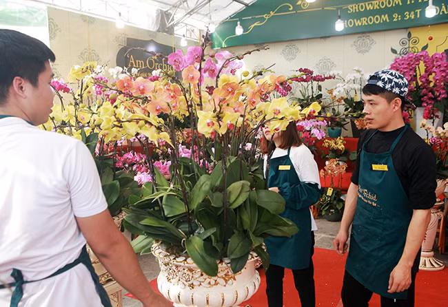 Trong đó, những chậu lan hồ điệp được trồng ở Đà Lạt đủ màu sắc với nhiều kiểu dáng khác nhau khá hút khách hàng.