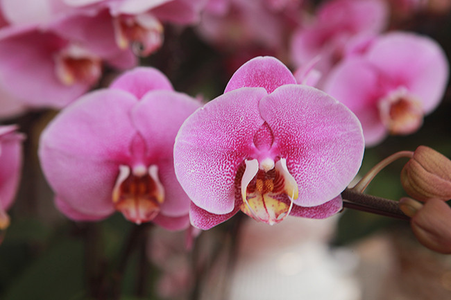 Lan hồ điệp là một trong những loài hoa quý phái, lộng lẫy và sang trọng cho mọi không gian. Nếu biết cách chăm sóc, loại lan này sẽ nở rất lâu, có thể kéo dài đợt hoa từ 3-4 tháng, thậm chí 6 tháng.