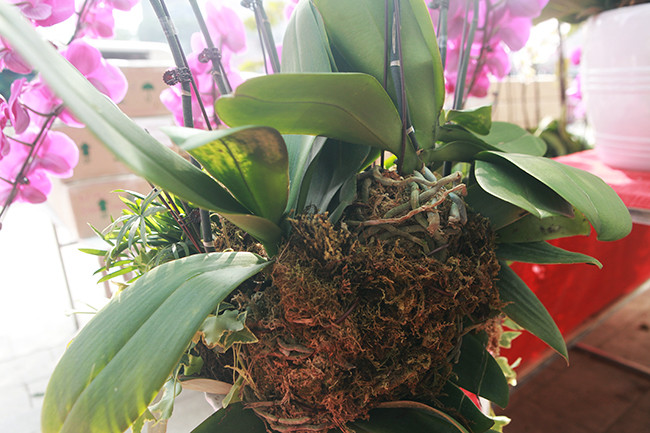 "Sở dĩ có giá gần 400 nghìn đồng/chậu lan, tôi muốn những khách bình dân yêu lan hồ điệp họ cũng có thể chơi được. Như vậy sẽ gieo duyên tới những người yêu hoa lan”, chị Dương nói.