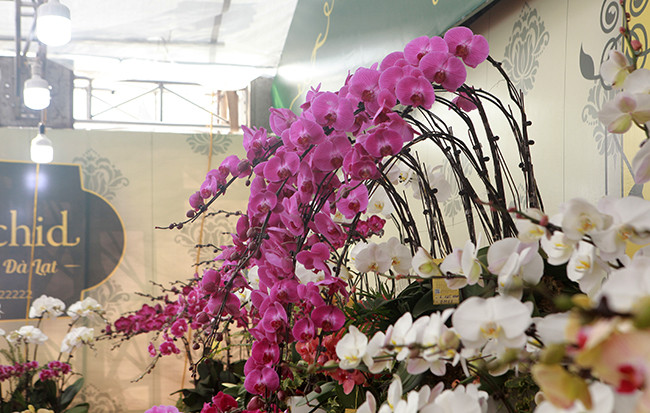 Hoa lan được trồng trên đất Đà Lạt có bông nở to, tươi lâu và cành cứng cáp hơn hoa lan trồng ở những vùng đất khác.