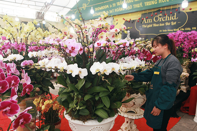 Còn hơn 20 ngày nữa mới đến Tết Nguyên đán Canh Tý 2020, nhiều đường phố ở Hà Nội xuất hiện các điểm bày bán lan hồ điệp, địa lan, lan vũ nữ phục vụ khách hàng có nhu cầu chơi tết sớm.