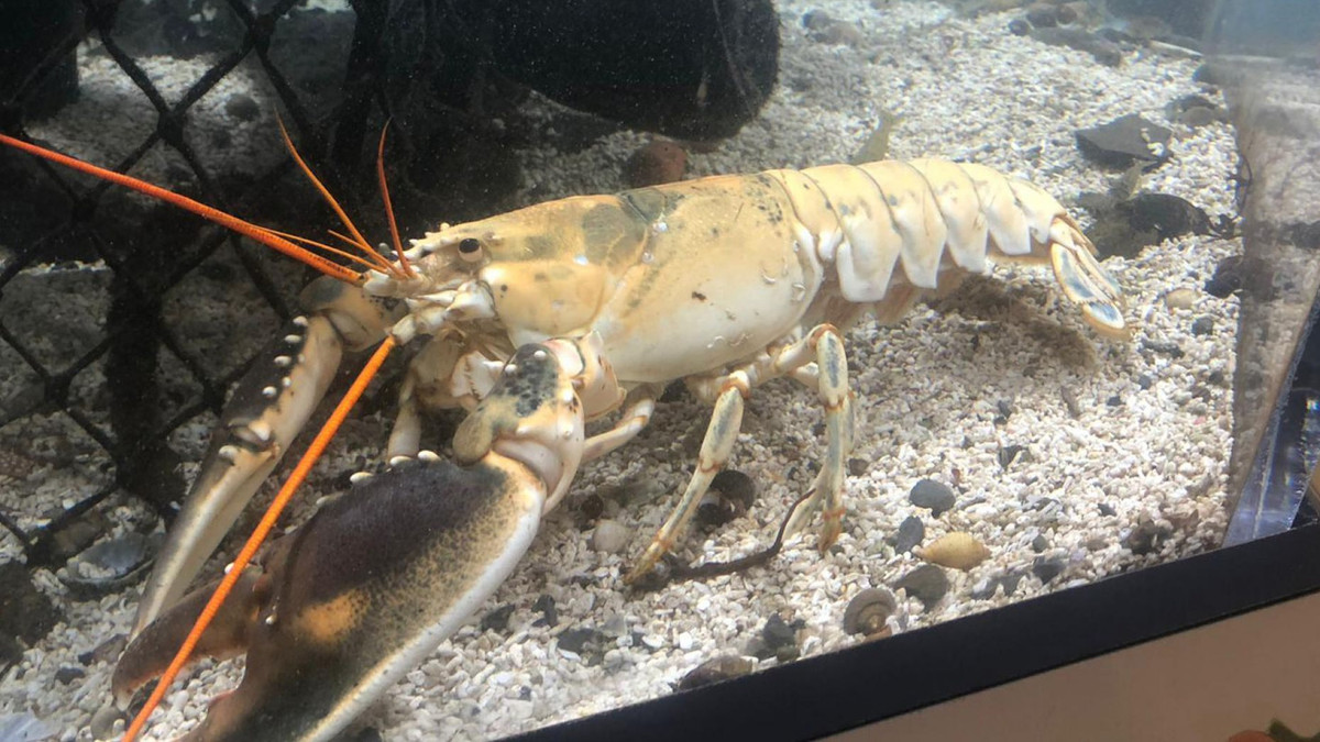 Can canh tom hum bach tang 