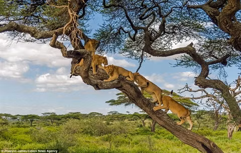 Cả đàn voi sau đó cũng tiến tới. Trước đàn voi, cả đàn sư tử co rúm trên cây và chỉ xuống sau khi đàn voi đã đi một đoạn khá xa.