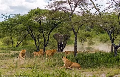 Ai mới thực sự là vua của thiên nhiên hoang dã châu Phi? Đó là câu hỏi mà người chứng kiến câu chuyện dưới đây đặt ra cho mình. Từ trước đến giờ sư tử luôn được coi là chúa sơn lâm ở châu Phi nhưng khi đối đầu với voi, đặc biệt là khi voi nổi giận thì sư tử lại sợ hãi như những chú mèo dù cho có cả bầy đàn.
