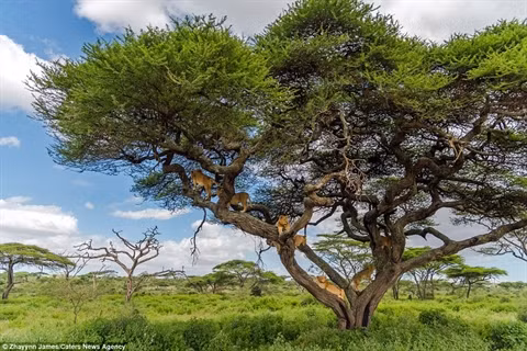 Thế nhưng chỉ khi đàn voi đã đi một đoạn xa, sư tử mới tìm lại cảm giác an toàn cho mình. adasia-->