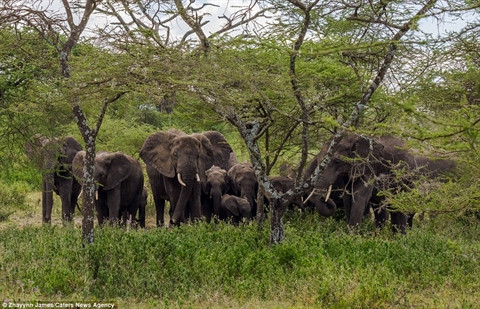 Rõ ràng voi mới là kẻ mạnh nhất thiên nhiên hoang dã ở châu Phi