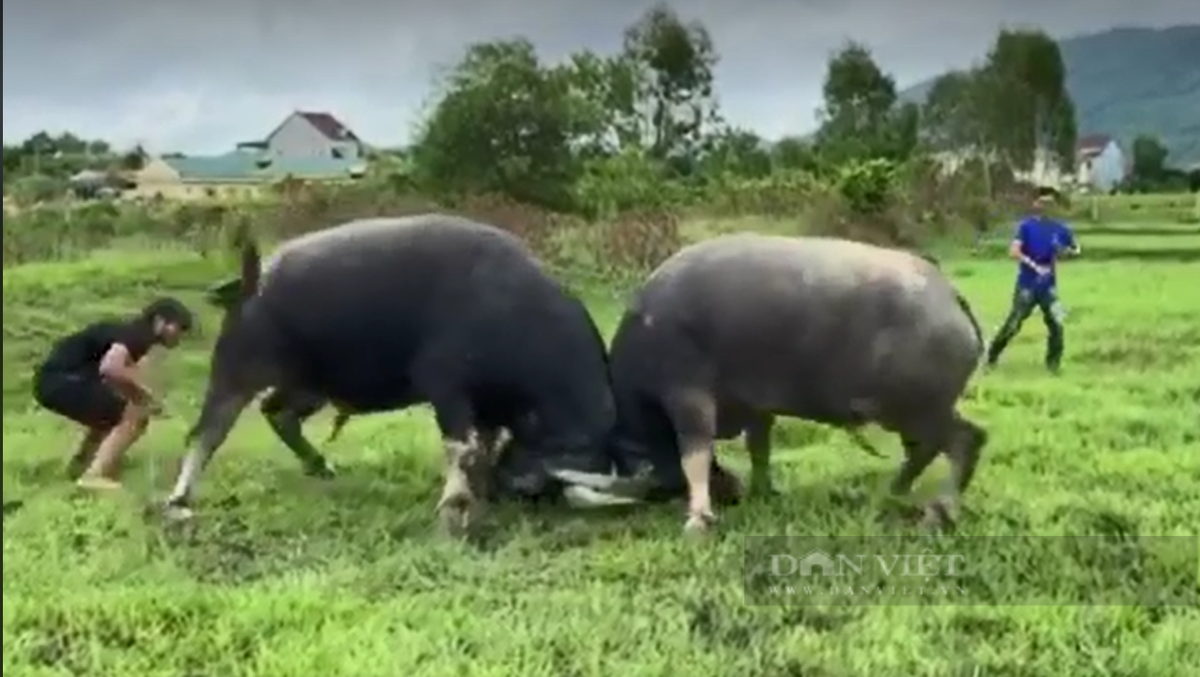 Nông dân Nghệ An nuôi những con trâu dũng mãnh giá 100 triệu - Hình 4 Nong dan Nghe An nuoi nhung con trau dung manh gia 100 trieu-Hinh-4