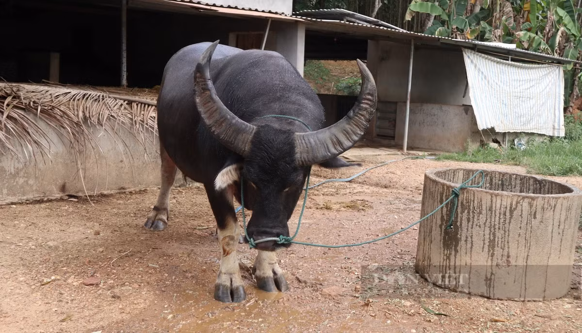 Nong dan Nghe An nuoi nhung con trau dung manh gia 100 trieu-Hinh-2