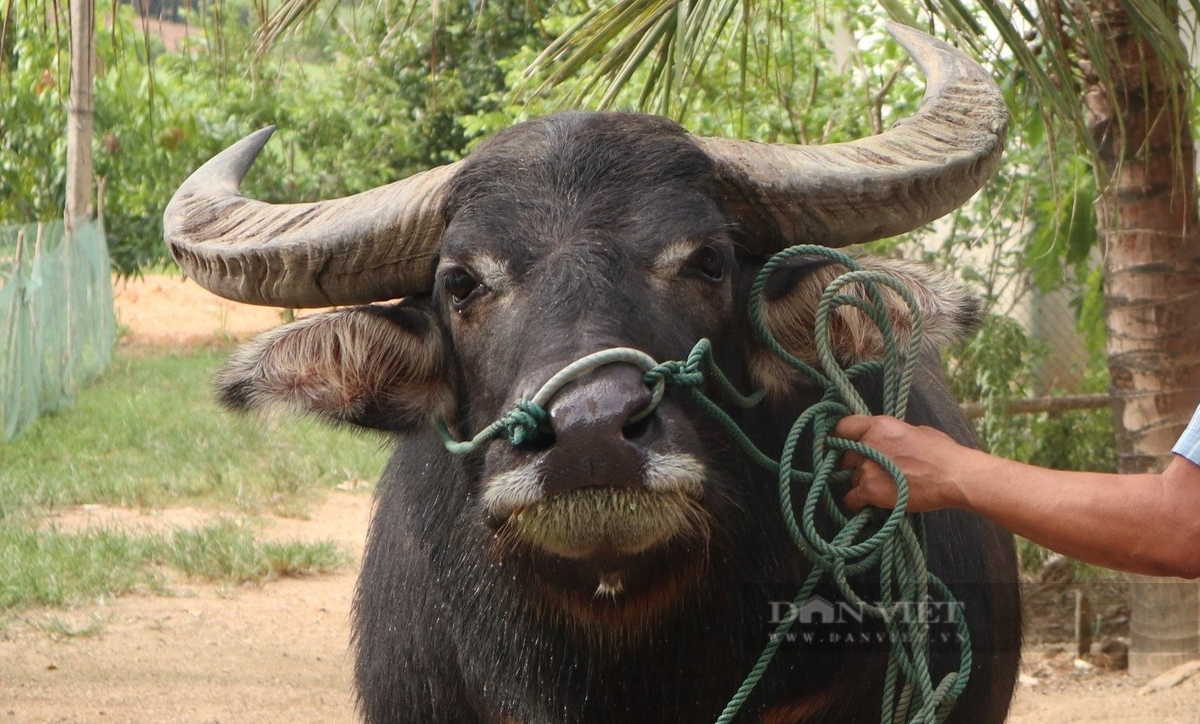 Nông dân Nghệ An nuôi những con trâu dũng mãnh giá 100 triệu - Hình 7 Nong dan Nghe An nuoi nhung con trau dung manh gia 100 trieu-Hinh-7